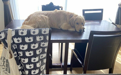 小萌喵都這樣！金金自認貓咪羞趴桌