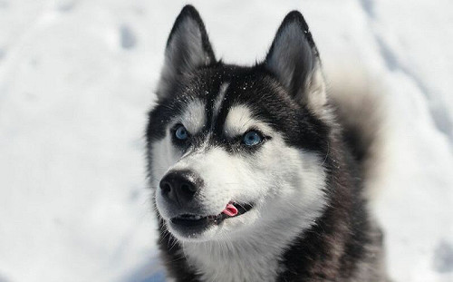 哈士奇零下雪地照樣睡！醒來變雪狗