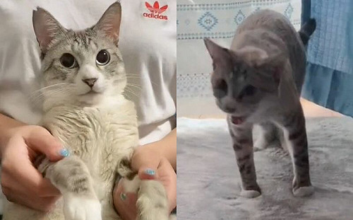 地板在融化？貓初次踩到毛毯驚呆了