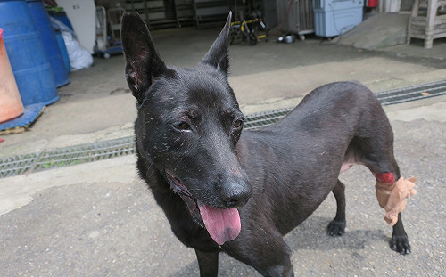 新北動保處治癒浪犬開放性傷口 愛媽感動收編