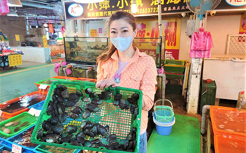 新北首批貢寮鮑開賣 產地直送富基魚市