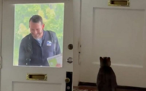 貓日守郵差送信！揮手歡迎：陪我玩