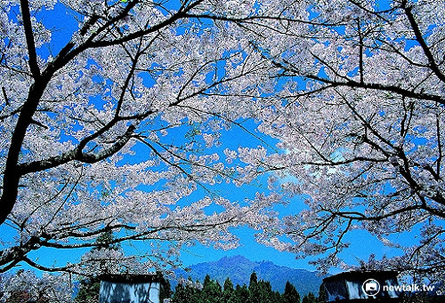 阿里山花季 假日交通疏運 看這裡