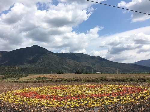 全台唯一彩繪鳳梨田  清明連假全開放