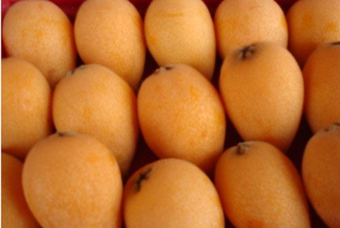 雨水少、溫差大  春天枇杷盛產最對時