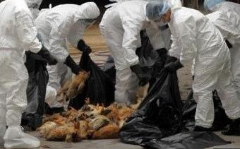 H5N2禽流感再驗出！雲縣撲殺餘萬隻土雞