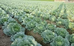 高麗菜價12月起回升 農委會預告：交易均價每公斤10元以上