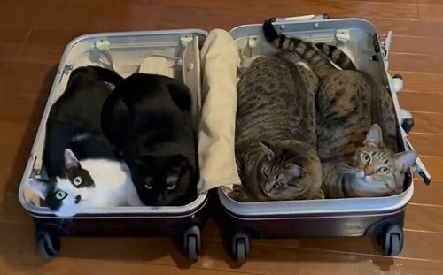 整理行李被4貓塞滿！奴才無奈笑了