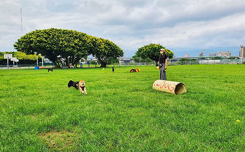 新北河濱7座寵物公園 打造毛小孩的大樂園 