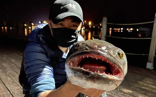 楊宏基觀點》鯰魚效應？魚虎肆虐？真的不是遠來的和尚會唸經…