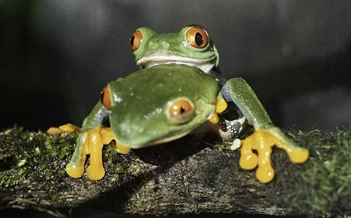 紅眼樹蛙繁殖給力！被讚最會生男人