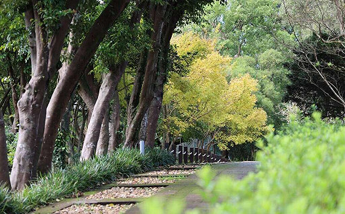 賞楓不用出國！陽明山花卉試驗中心「黃楓」換上金黃新裝