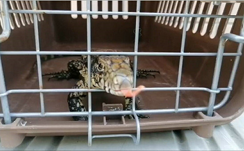 金南美蜥蜴誤闖淡水民宅 新北動保處捕捉安置化解驚恐