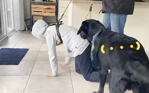 哥親自示範怎用胸背帶！狗後頭看呆