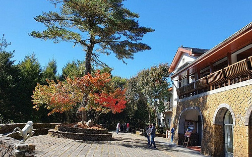 玉山塔塔加紅榨槭換新衣！南投警：賞美景注意「2路段」施工