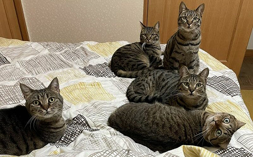 6隻萌貓塞滿床！主人可憐擠邊邊