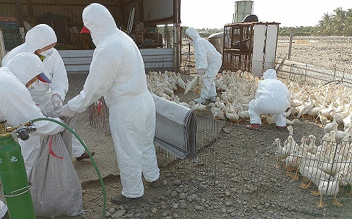 屏東縣出現禽流感！高樹養鴨場撲殺1350隻肉鴨