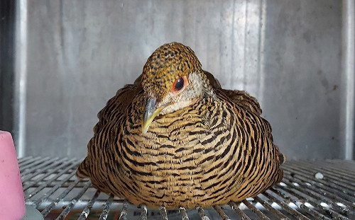 亡父遺愛是藍腹鷴 新北動保處協助安置照顧