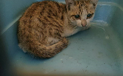 小萌貓受困快速道路交流道 新北動保員馳援化解驚魂記  