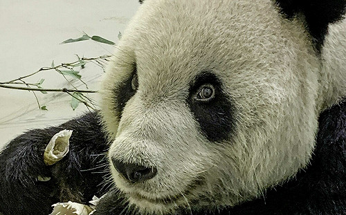 團團驚傳短時間發作多次癲癇!園方:後肢仍使不上力