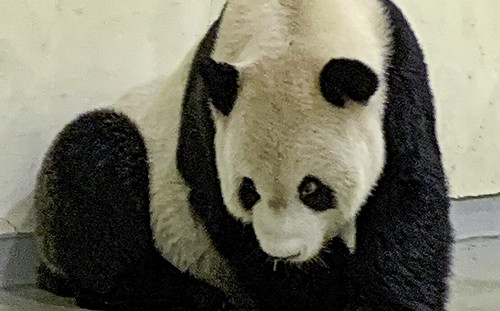 趙少康酸蔡英文對團團離世不吭聲 王定宇反批他無視「恩恩的命」