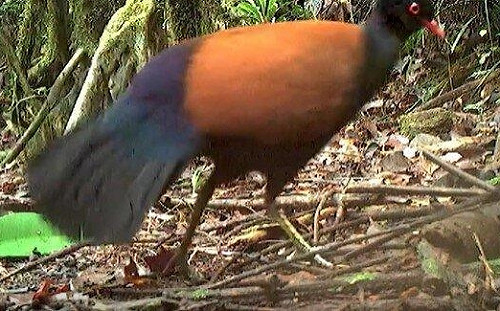 140年後終於再見它! 原認已滅絕鳥類 在巴紐小島被拍到