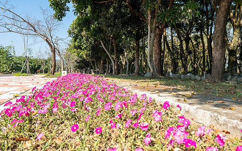 台中賞花小旅行！繽紛花卉妝點新社山城超浪漫