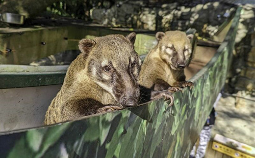 讓動物自己做選擇！長鼻浣熊生活超快樂　吃東西懂用腦筋