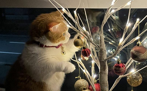 自家貓最棒！飼主樂秀「聖誕樹下美圖」：牠可愛到能得獎