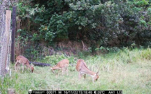 用大型山豬吊傷害動物惹議？墾管處回應了