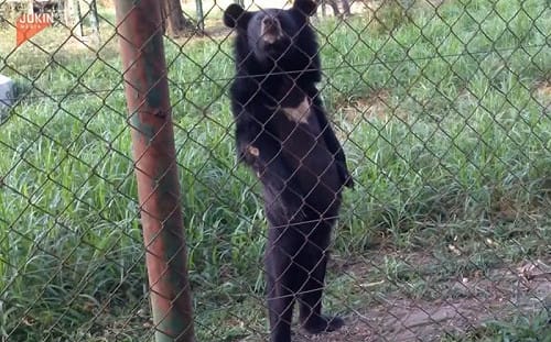 (影)工讀生不裝了？黑熊鐵網旁「直立行走」30秒　還懂看鏡頭