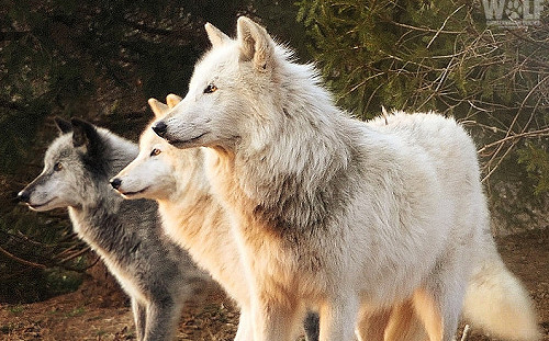 好厲害的寄生蟲! 竟會讓狼宿主變勇敢 成為狼族領袖機率暴增46倍 