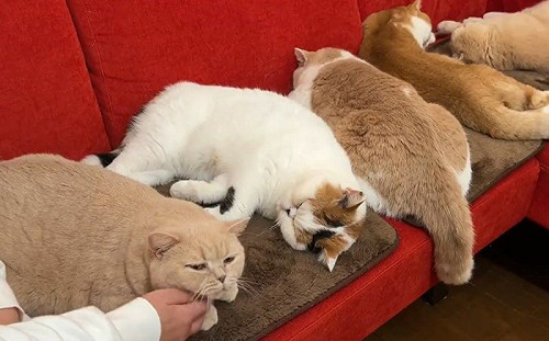 (影)天氣涼颼颼！五胖貓躺加熱毯「集體融化」：不想起來了