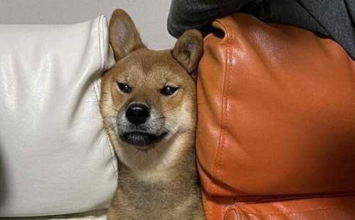 討食無極限！柴犬將憨臉「猛塞椅子中間」：給我蘋果派