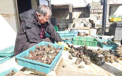限量嚐鮮！新北漁業處12/6百份現煎貢寮鮑免費試吃