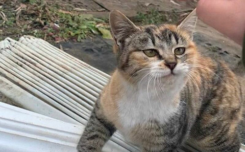 暴躁野貓被愛養成「胖胖奶油麵包」！網驚：表情不一樣了