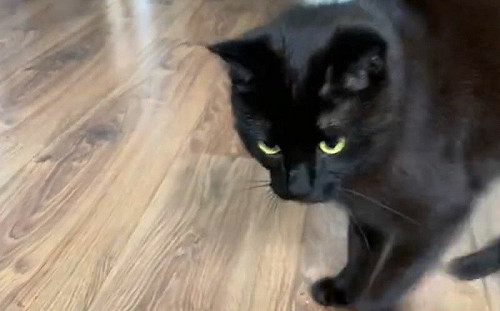 巫師黑貓施法中？喝水前必先「激情亂舞」：這樣更好喝