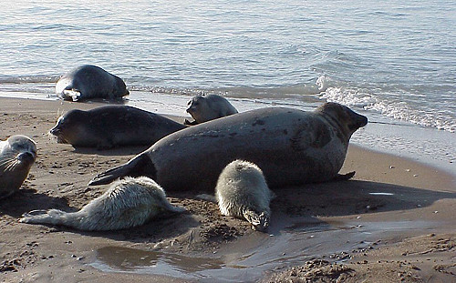 離奇！俄羅斯南部「裡海」2500隻海豹死亡 原因不明