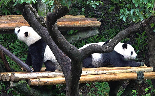 2歲「圓寶」長大了！動物園：開始訓練獨立生活