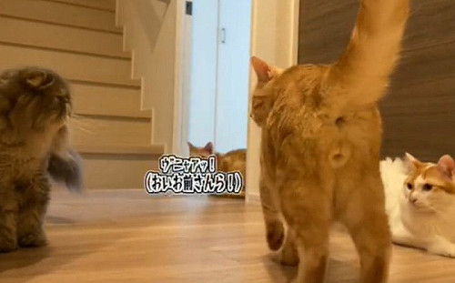 兩貓對峙即將開戰！「1橘影」衝入阻止：要打去練舞室打