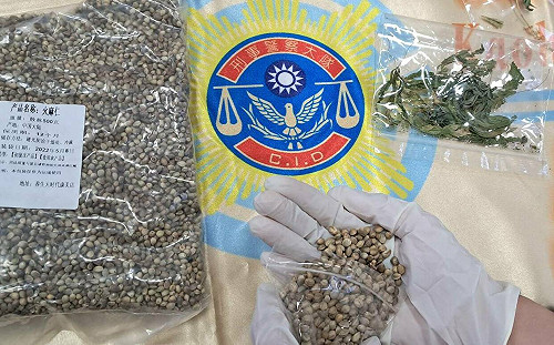 茶農斜槓種大麻  中市警查獲栽種廠逮10人