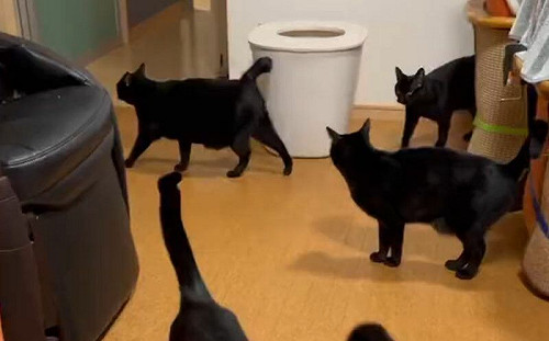 黑貓大軍佔領客廳！網友看片「數到失神」：到底有幾隻？