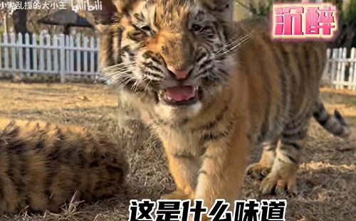 小老虎奶兇撲人！被噴貓薄荷後「ㄎ一ㄤ到仰天」：這好讚