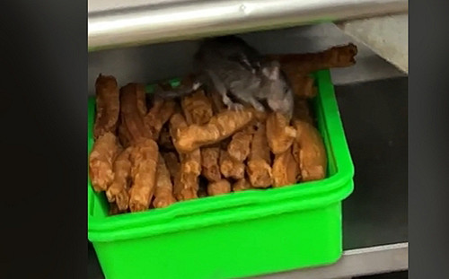 桃園豆漿店驚見「米奇」猛啃油條! 衛生局依法開罰