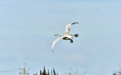 芬蘭「黃嘴天鵝」現身苗栗通霄!落單「迷鳥」意外成當地嬌點