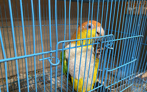 率全國之先 新北首創鳥、兔、蛇、龜、鼠基礎飼養指引