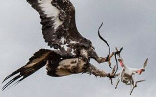 (影) 用動物動對抗科技武器! 對付無人機 印軍竟然用上它! 揚言已擊落幾百架