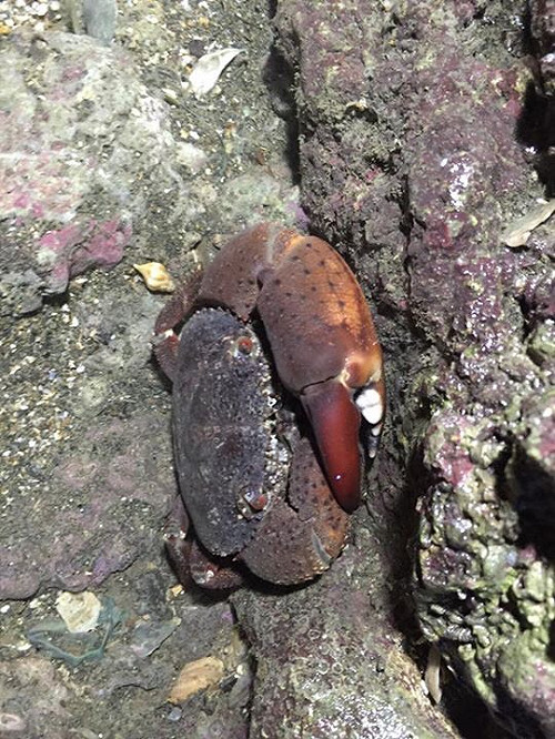 搶救桃園藻礁 環團凱道請願