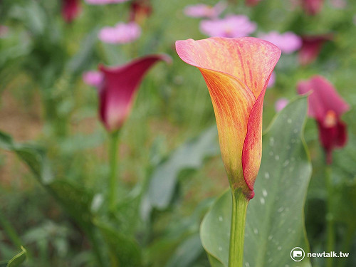 紅色海芋花語「我喜歡你」  花海浪漫旅行看這裡