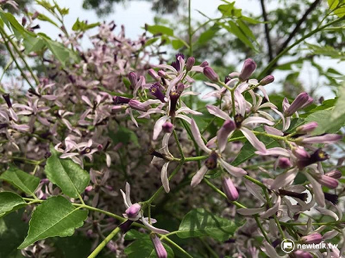 搭三鐵走紫色花道 淡水河邊金鈴子秘境大爆發